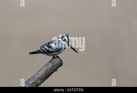 Afrikanischer Pied Kingfisher, Ceryle rudis, Lake Nakuru, Afrika Stockfoto