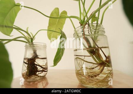 Philodendron domesticum oder spadelef philodendron in wiederverwendeten Glasgefäßen als einfache und nachhaltige Springtime inspirierte Heimdekoration Stockfoto