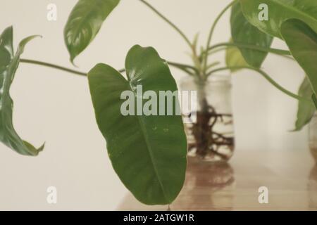 Philodendron domesticum oder spadelef philodendron in wiederverwendeten Glasgefäßen als einfache und nachhaltige Springtime inspirierte Heimdekoration Stockfoto