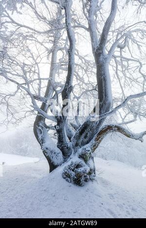 Winterbäume in Bergen mit frischem Schnee bedeckt Stockfoto