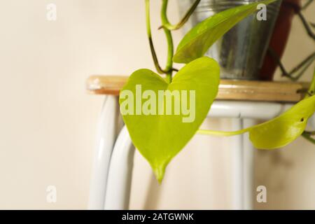 Golden pothos Plant oder Devil's Ivy ( Epiphrest aureum ), eine beliebte Zimmerpflanze für die Einrichtung, die einen entspannenden und gesunden Wohnraum schafft Stockfoto