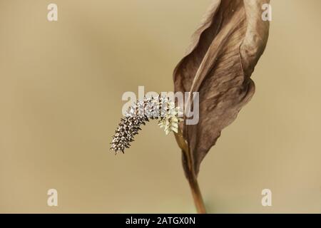 Getrockneter Frieden Lilly Blume vor einem weißen Hintergrund, um das Konzept der Frühlingszeit zu zeigen Stockfoto