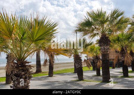 Palmen auf Finikoudes Beach-Larnaca City, Zypern. Larnaka Böschung. Stockfoto