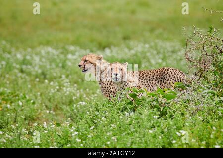 Zwei junge Geparde auf der Jagd, Acinonyx jubatus, im Serengeti-Nationalpark, UNESCO-Weltkulturerbe, Tansania, Afrika Stockfoto