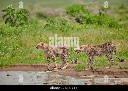 Zwei junge Geparde am Wasserloch, Acinonyx jubatus, im Serengeti-Nationalpark, UNESCO-Weltkulturerbe, Tansania, Afrika Stockfoto