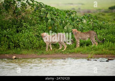 Zwei junge Geparde am Wasserloch, Acinonyx jubatus, im Serengeti-Nationalpark, UNESCO-Weltkulturerbe, Tansania, Afrika Stockfoto