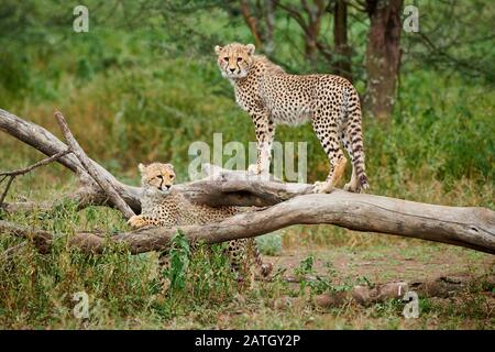 Zwei junge Geparde, Acinonyx jubatus, im Serengeti-Nationalpark, UNESCO-Weltkulturerbe, Tansania, Afrika Stockfoto