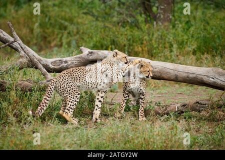 Zwei junge Geparde, Acinonyx jubatus, im Serengeti-Nationalpark, UNESCO-Weltkulturerbe, Tansania, Afrika Stockfoto