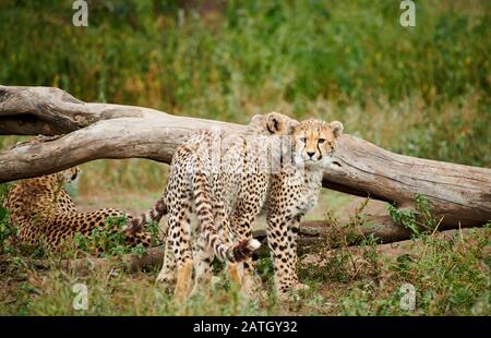 Zwei junge Geparde, Acinonyx jubatus, im Serengeti-Nationalpark, UNESCO-Weltkulturerbe, Tansania, Afrika Stockfoto