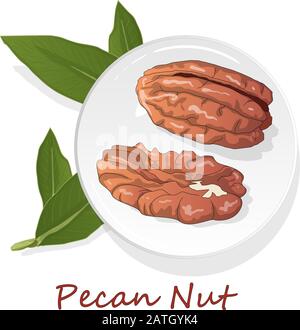 Pecan-Mutter auf Platte isoliert auf weißem Hintergrund. Vektorgrafiken. Stock Vektor