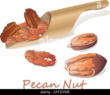 Pecan-Mutter auf Platte isoliert auf weißem Hintergrund. Vektorgrafiken. Stock Vektor