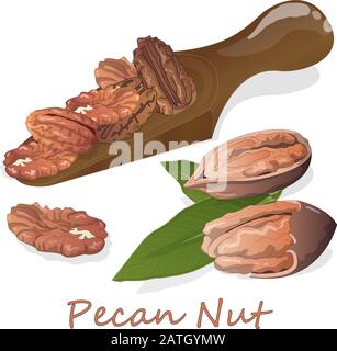 Pecan-Mutter auf Platte isoliert auf weißem Hintergrund. Vektorgrafiken. Stock Vektor