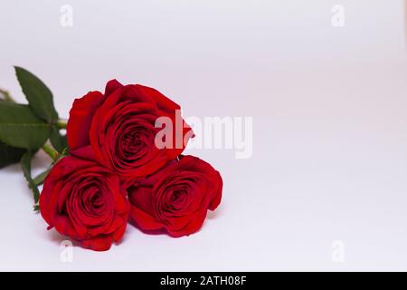 Drei rote Rosen auf weißem Hintergrund mit Kopierraum. Grußkonzept. Stockfoto