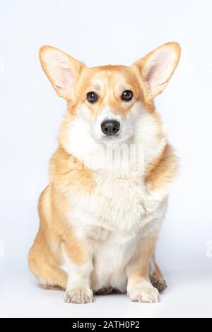 Pembroke Welsh Corgi-Porträt mit grauem Hintergrund Stockfoto