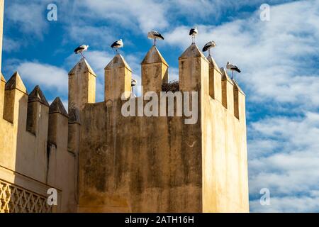 Störche sitzen auf dem alten Gebäude in Fes Medina, Marokko Stockfoto