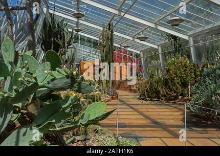 Verschiedene Kakteen aus dem Wüstenhaus im botanischen Garten von Porto, Portugal. Stockfoto