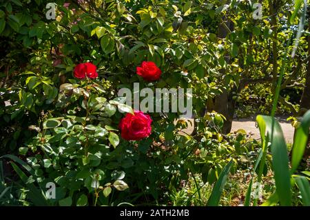 "Camellia" aus dem Jotas-Garten des Botanischen Gartens von Porto, Portugal. Stockfoto