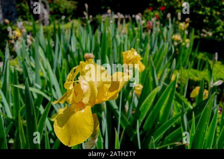 "Iris pseudacorus" aus dem Jotas-Garten des Botanischen Gartens von Porto, Portugal. Stockfoto