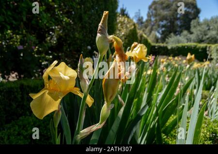 "Iris pseudacorus" aus dem Jotas-Garten des Botanischen Gartens von Porto, Portugal. Stockfoto