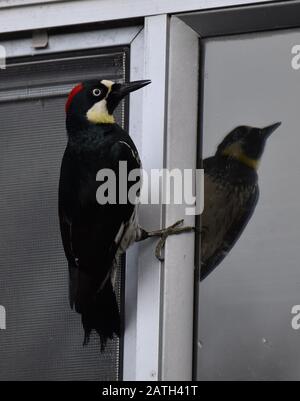 Ein weiblicher Akorn-Specht (Melanerpes formicivorus) klatscht zu einem Fensterrahmen in der Nähe von Watsonville, Kalifornien. Stockfoto