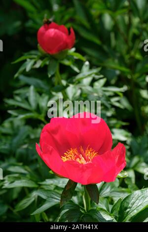 Peony Scarlett O'Hara, Paeonia lactiflora 'Scarlett O'Hara' Stockfoto