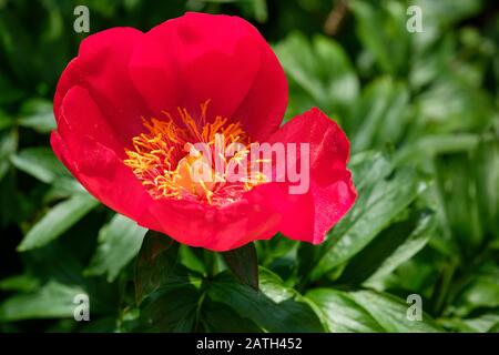 Peony Scarlett O'Hara, Paeonia lactiflora 'Scarlett O'Hara' Stockfoto