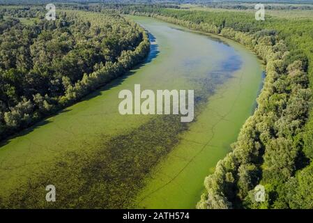 Luftbild des Ochsebow Sees des Flusses Drava, Kroatien Stockfoto