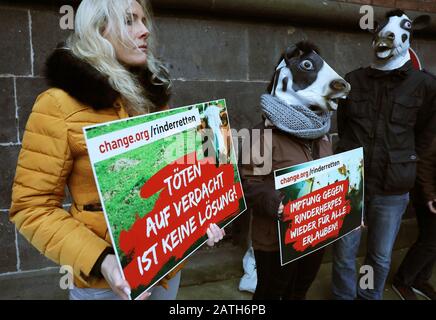 Aachen, Deutschland. Februar 2020. Anhänger der klagenden Bauern und Aktivisten demonstrierten, teils als Rind verkleidet, mit Anzeichen, "Das Töten wegen des Verdachts ist keine Lösung! (L-r), "Impfung gegen Rinderherpes wieder für alle erlaubt" vor dem Landgericht gegen den Befehl, 680 Tiere zu töten. Drei Aachener Bauern klagen wegen der Tierseuche Rinderherpes gegen einen offiziellen Befehl, rund 680 Stück Rind zu töten. Die StädteRegion Aachen vermutet nach Gerichtsangaben einen Ausbruch der Tierseuche auf zwei Höfen. Kredit: Dpa-Bildbündnis / Alamy Li Stockfoto