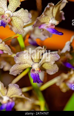 Bunte Exotische Orchidee. Nahaufnahme cremig weiß mit gelber Farbton und violetten Punkten Blütenblätter Orchidee mit violetter Lippe, auf verschwommem Hintergrund. Stockfoto