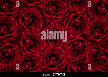 Hintergrund vieler roter Rosen. Stockfoto