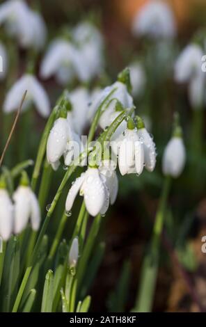 Morgentau bei frühen Schneefällen im Sonnenlicht erfasst Stockfoto