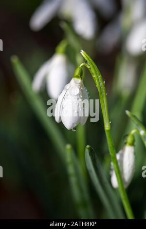 Morgentau bei frühen Schneefällen im Sonnenlicht erfasst Stockfoto