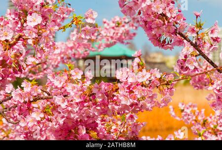 Frühling in Ueno Park. Kirschblüten rosa Blüten vor benten Tempel im Zentrum von shinobazu Teich Stockfoto