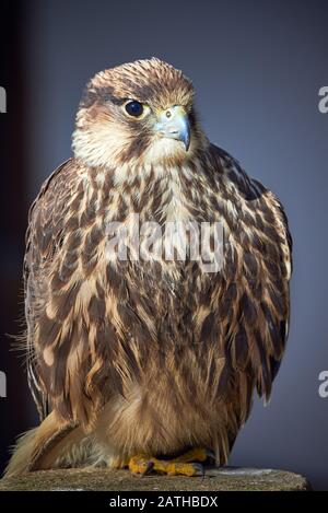 Lanner Falcon Closeup (Falco biarmicus) Stockfoto