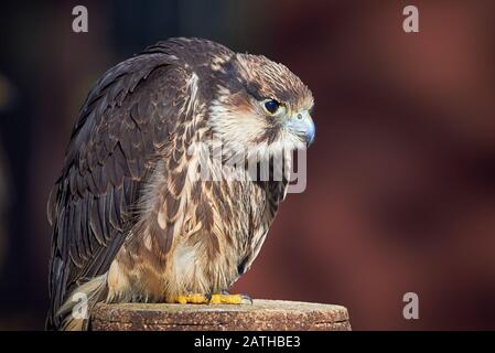 Lanner Falcon Closeup (Falco biarmicus) Stockfoto