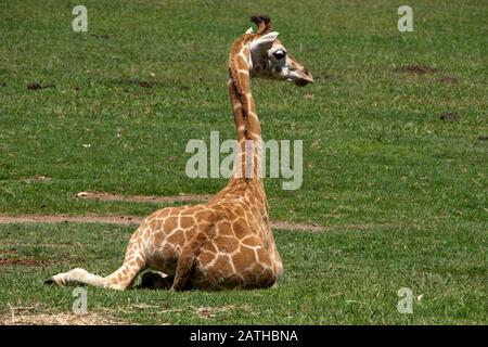 MoGo Australia, Rothschilds Giraffe, die auf dem Boden sitzt, auch bekannt als Baringo-Giraffe oder ugandische Giraffe Stockfoto