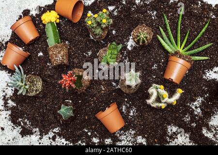 Flatlay, verschiedene Arten von Kakteen und andere Sukkulenten auf dem Töpfchen Kompost, dem Topf und der Gartenarbeit mit Wüstenpflanzen Stockfoto