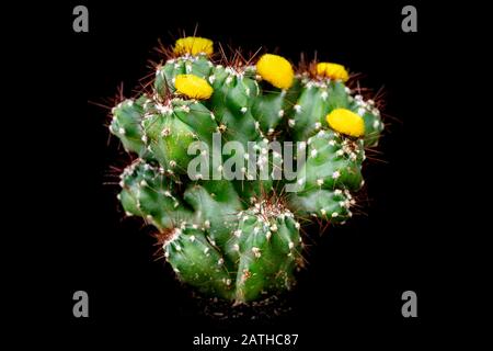 Kaktus Cereus Peruvianus Monstrosus vor schwarzem Hintergrund, gelbe Blüte Stockfoto