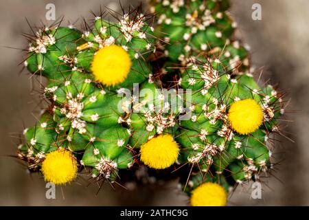 Topview des Kakteens Cereus Peruvianus Monstrosus mit gelber Blüte, Nahaufnahme, braunem Hintergrund Stockfoto