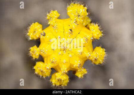 Topview of Cactus Gymnocalycium mihanovichii or Moon Cactus, Yellow Blossom, brauner Hintergrund Stockfoto