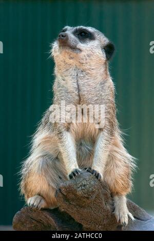 MoGo Australien, Meerkat sitzt auf dem Baumstumpf und beobachtet, wie die Welt vorbei geht Stockfoto