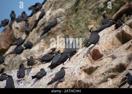 Viele Inkaternen ragten auf einem Felsen Las Islas Ballestas Paracas Stockfoto