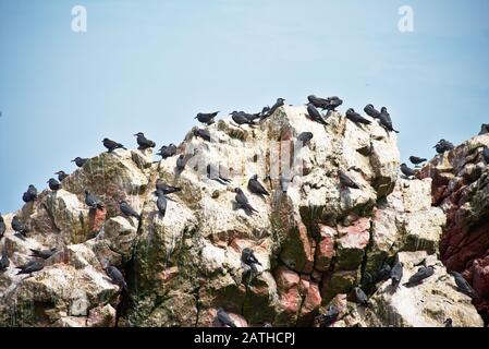 Viele Inkaternen ragten an einem sonnigen Tag auf dem Felsen Las Islas Ballestas Paracas Stockfoto