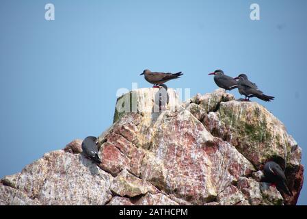 Viele Inkaternen ragten auf einem Felsen Las Islas Ballestas Paracas Stockfoto