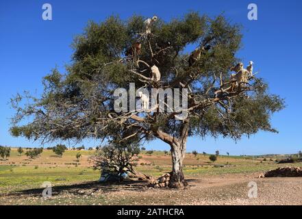 Ziegen, die in den Zweigen eines Argan-Baumes im marokkanischen Souss-Tal stehen Stockfoto