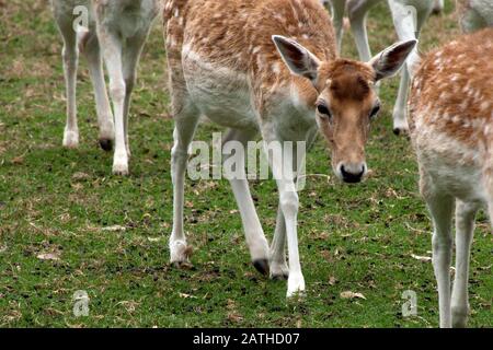 MoGo Australien, Nahaufnahme eines mit Herde wanderenden Falenhirsches Stockfoto