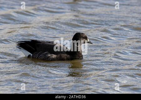 Brent Goose (dunkel-Bellied) Branta bernicula Stockfoto