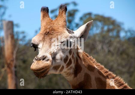 MoGo Australien, Nahaufnahme von Gesicht und Kopf der Rothschild-Giraffe Stockfoto