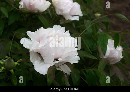 Blumen und Äste eines baumförmigen weißen Pfirsich im Garten. Stockfoto