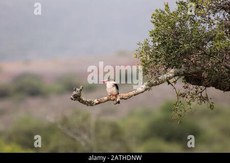 Ein männliches Eisvogel mit Brownhooded, Halcyon albiventris, sitzt auf einem Zweig eines Baumes, geringe Schärfentiefe, verschwommene Landschaft im Hintergrund Stockfoto